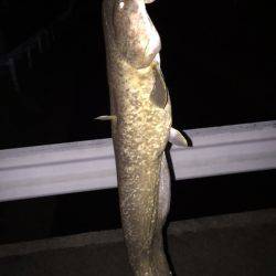 雨+増水+濁り＝絶対